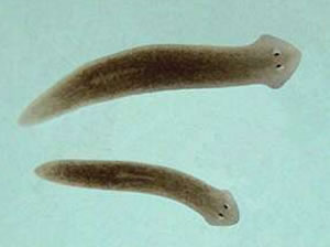 alan moore swamp thing :  planarianworm